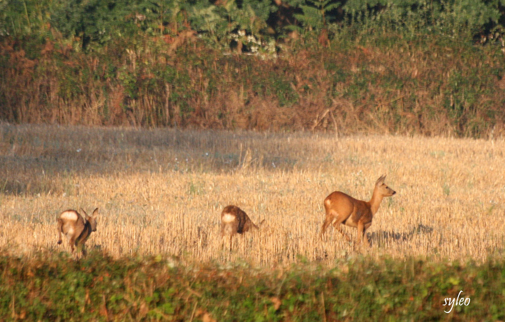 chevreuils en fuite