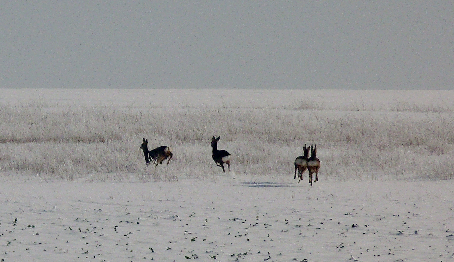 chevreuils en hiver