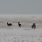 chevreuils en hiver