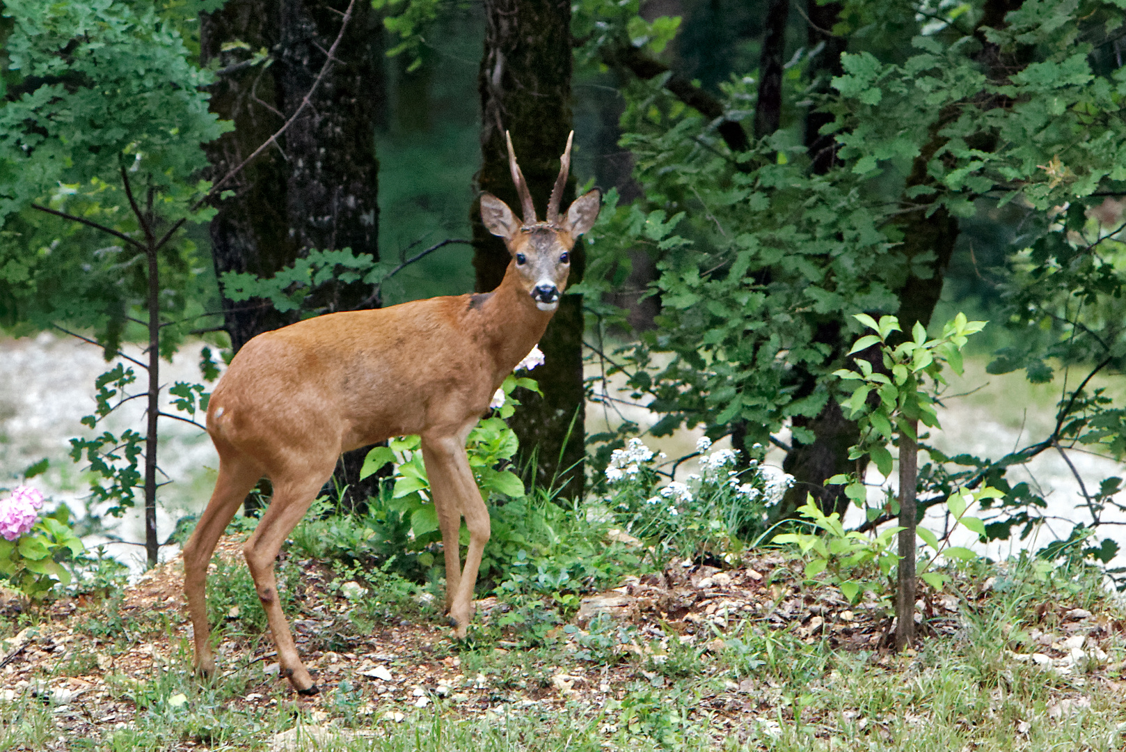 chevreuils la pose photo et image animaux, animaux sauvages, bovidés à l