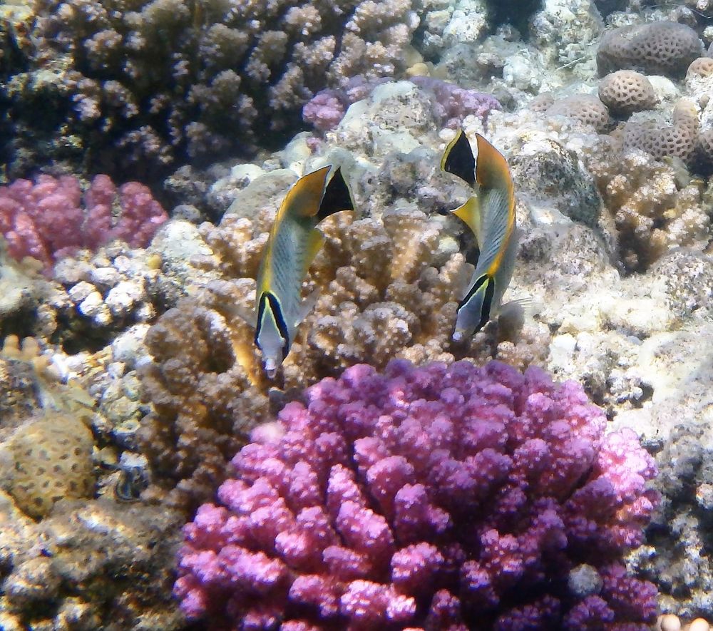 Chevron Butterflyfish