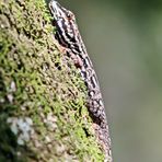 Chevron throated gecko