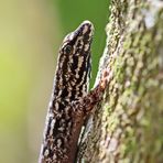 Chevron throated geck,Waldzwerggecko