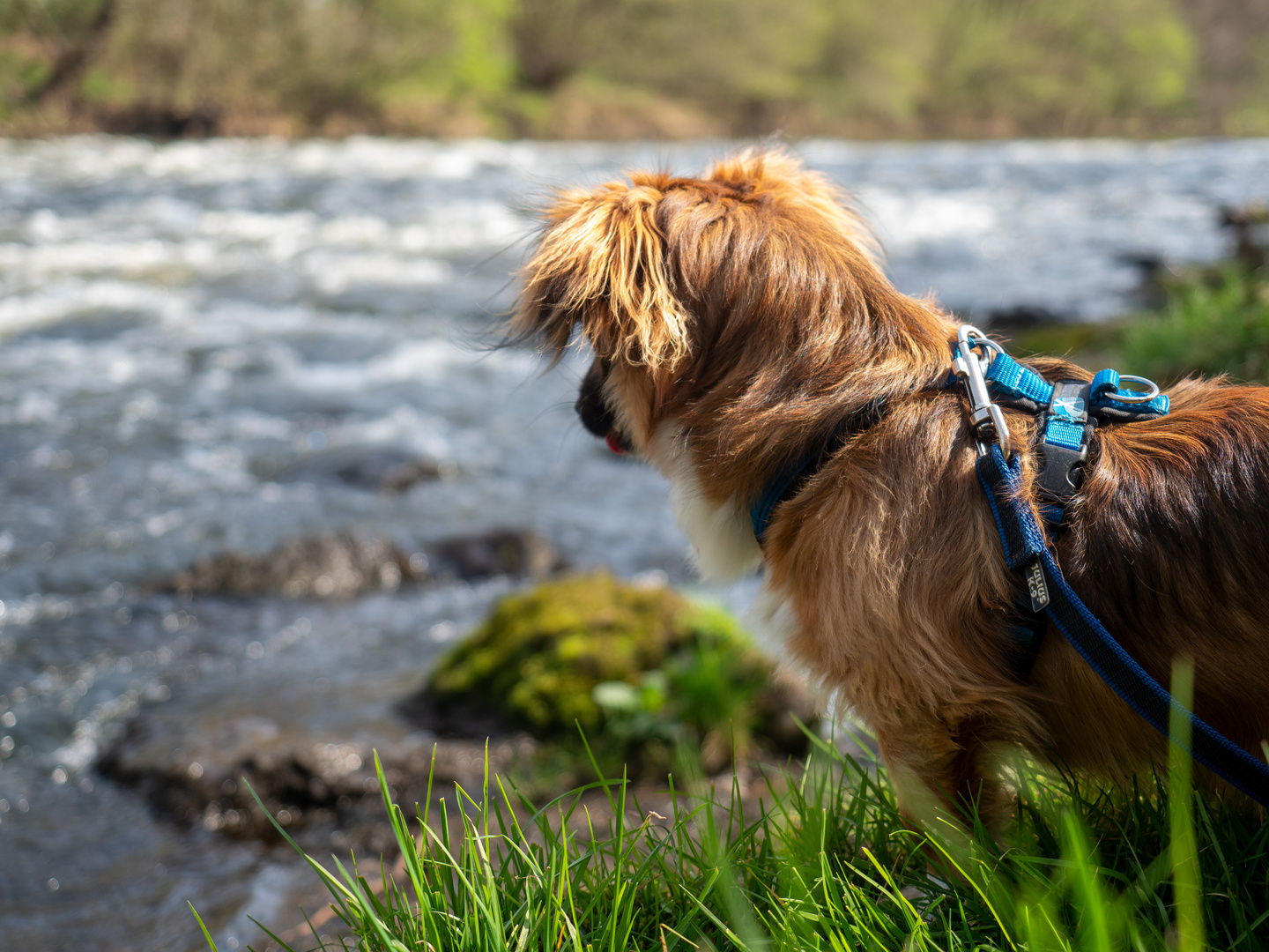 Chewie und der reißende Fluss