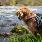 Chewie und der reißende Fluss