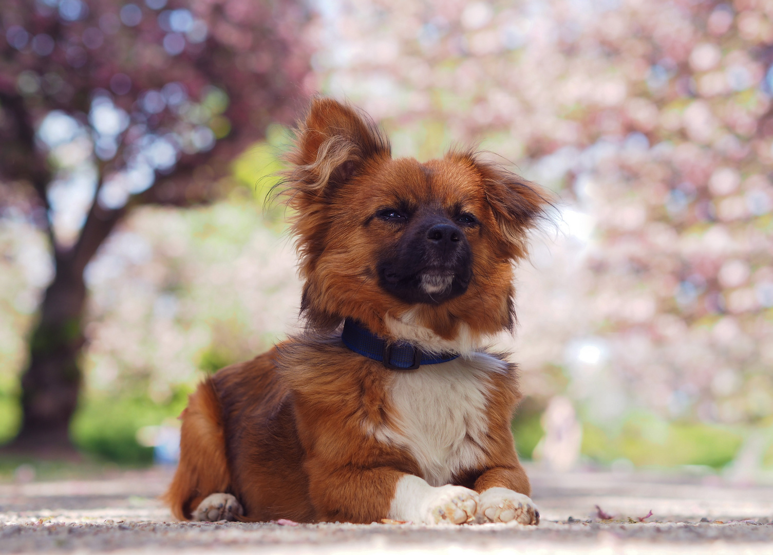 Chewie vor Kirschblüten