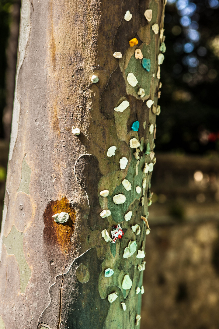 Chewinggum Tree