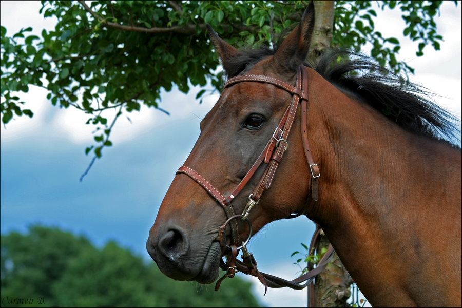 ~cheyenne~