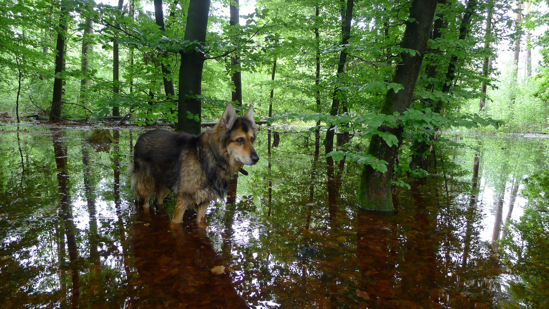 Cheyenne im Spiegelzauberwald