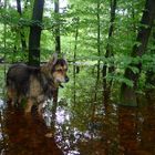 Cheyenne im Spiegelzauberwald