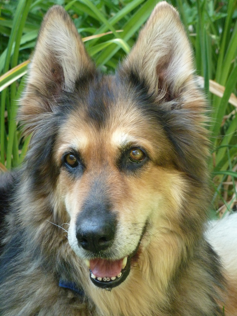 Cheyenne Portrait