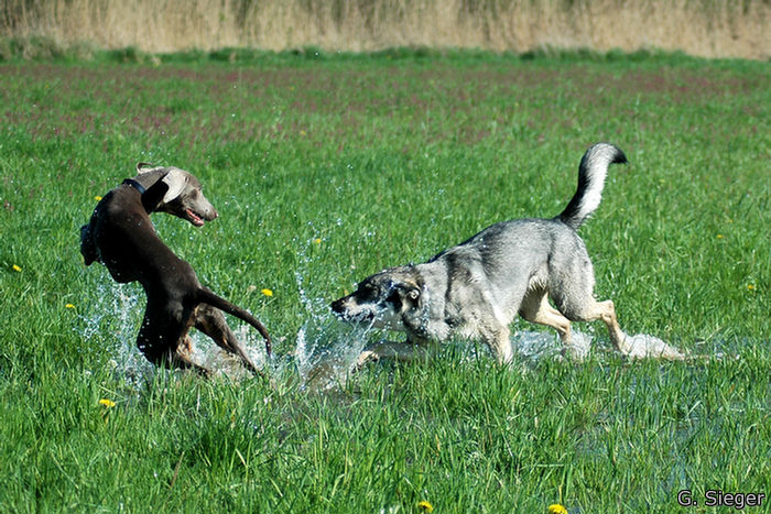 Cheyenne und Tala...