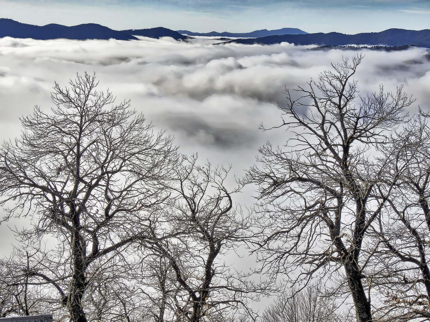 Chez moi les châtaigniers poussent au dessus des nuages....!