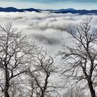 Chez moi les châtaigniers poussent au dessus des nuages....!