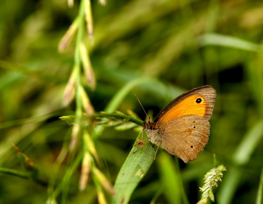 chi mi aiuta a determinare la specie?