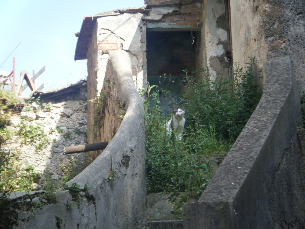 " Chi sei e cosa vuoi!"