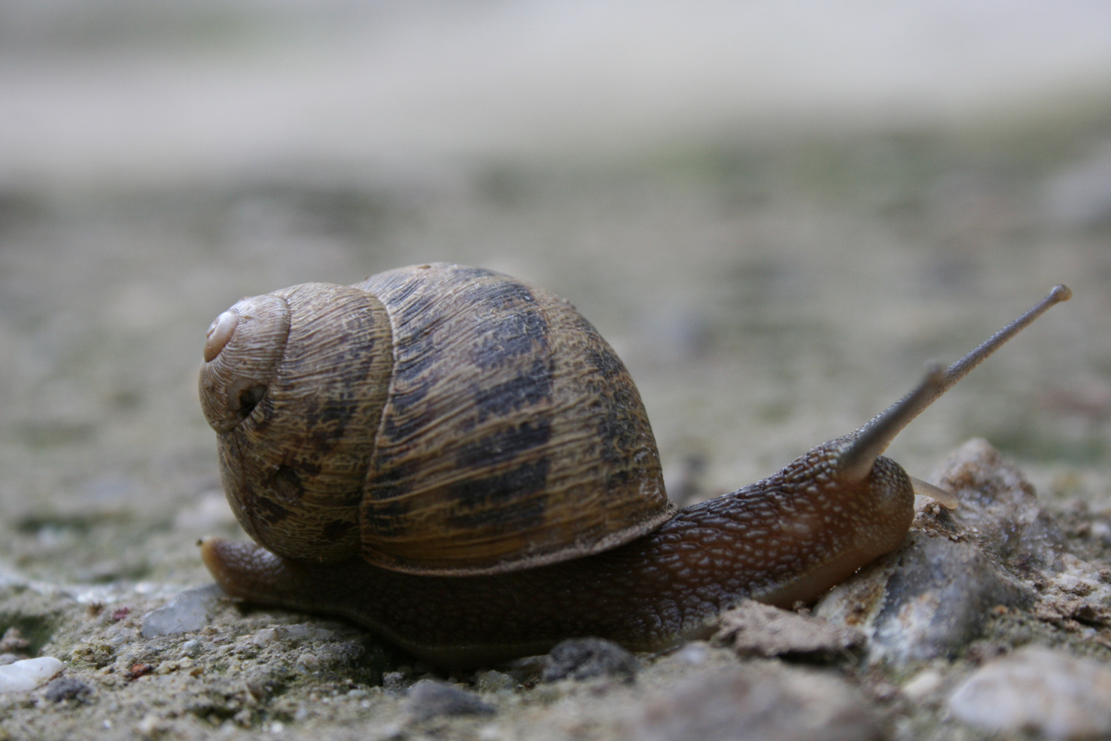 chi và piano,và sano e và lontano