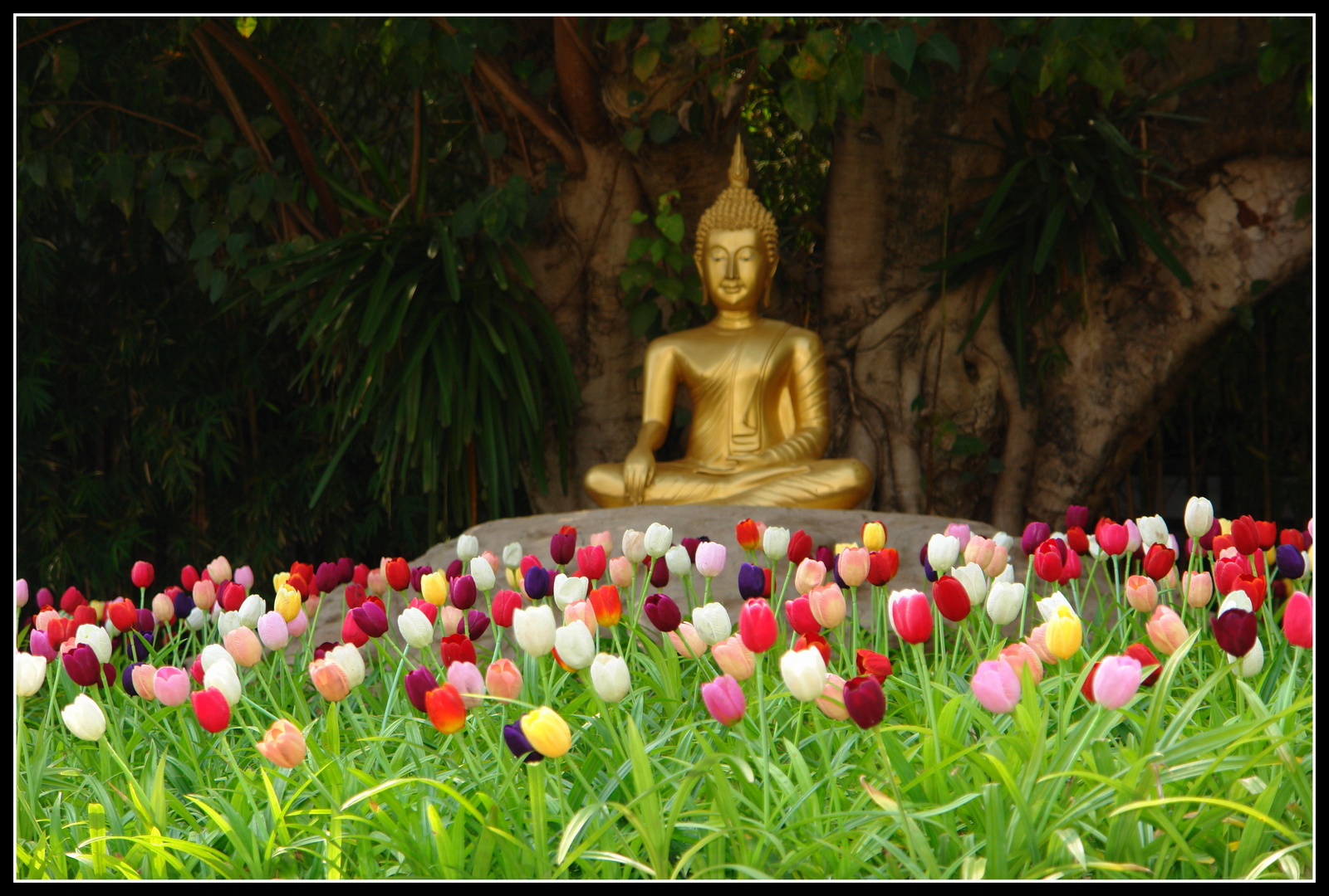 Chiang Mai, Buddha, Tulpen