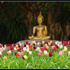 Chiang Mai, Buddha, Tulpen