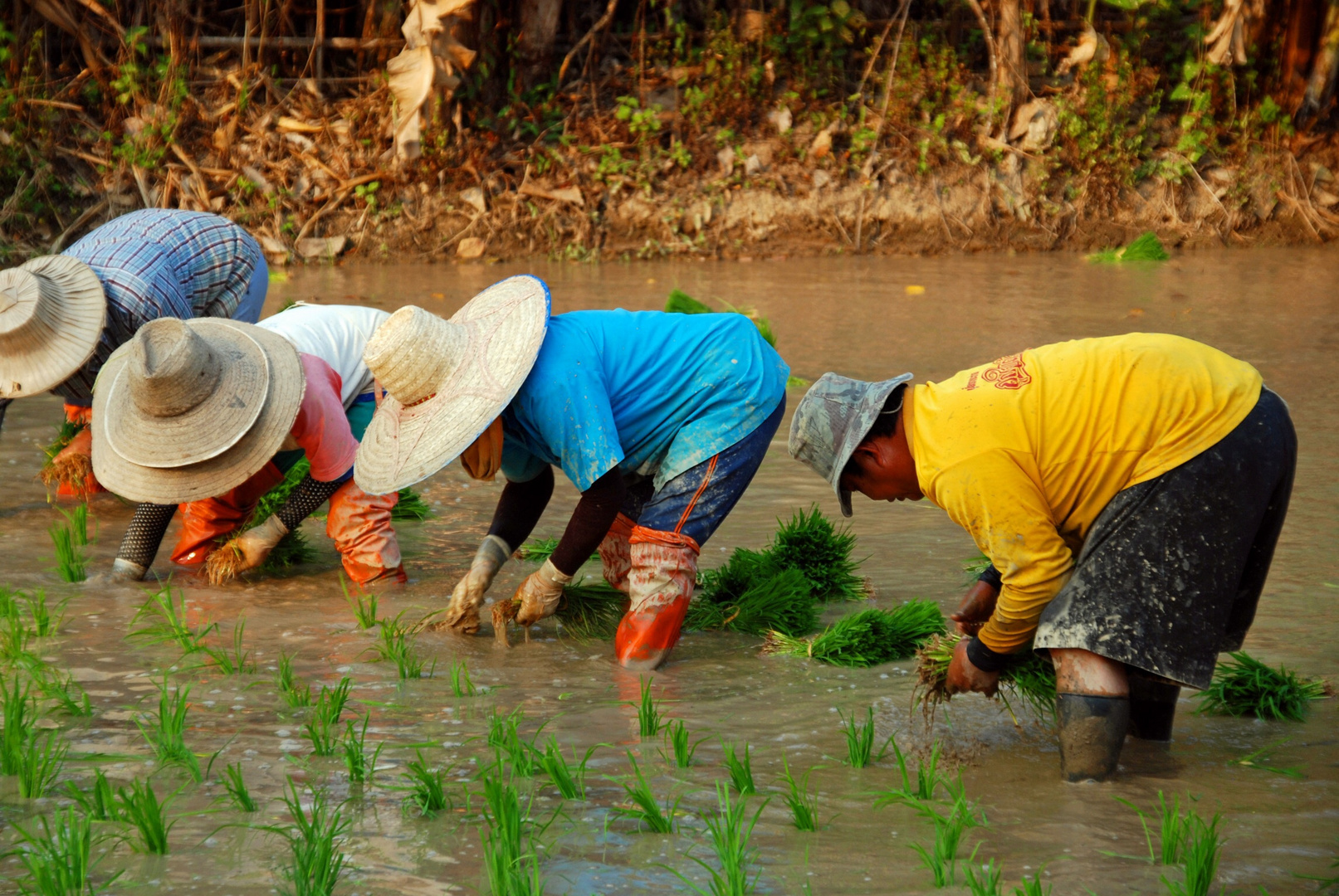 Chiang Rai