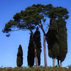 Chianti - Baumgruppe in den Weinbergen