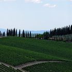 Chianti - Toscana