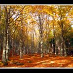 Chiaroscuri...d' Autunno