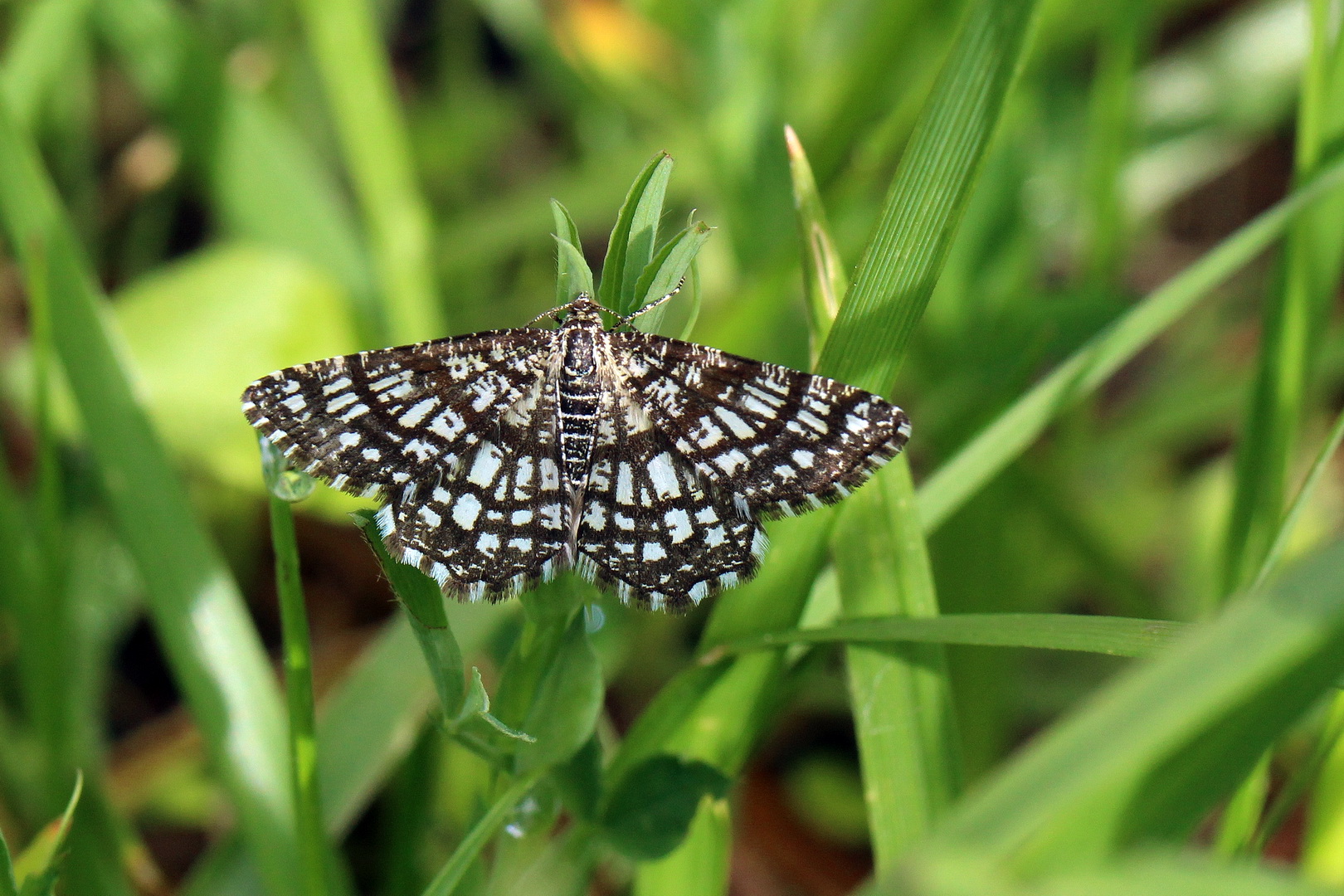 Chiasmia clathrata