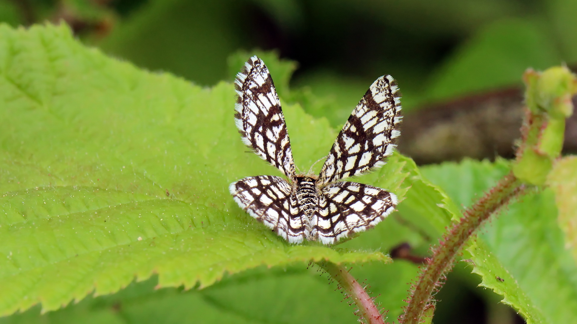 Chiasmia clathrata