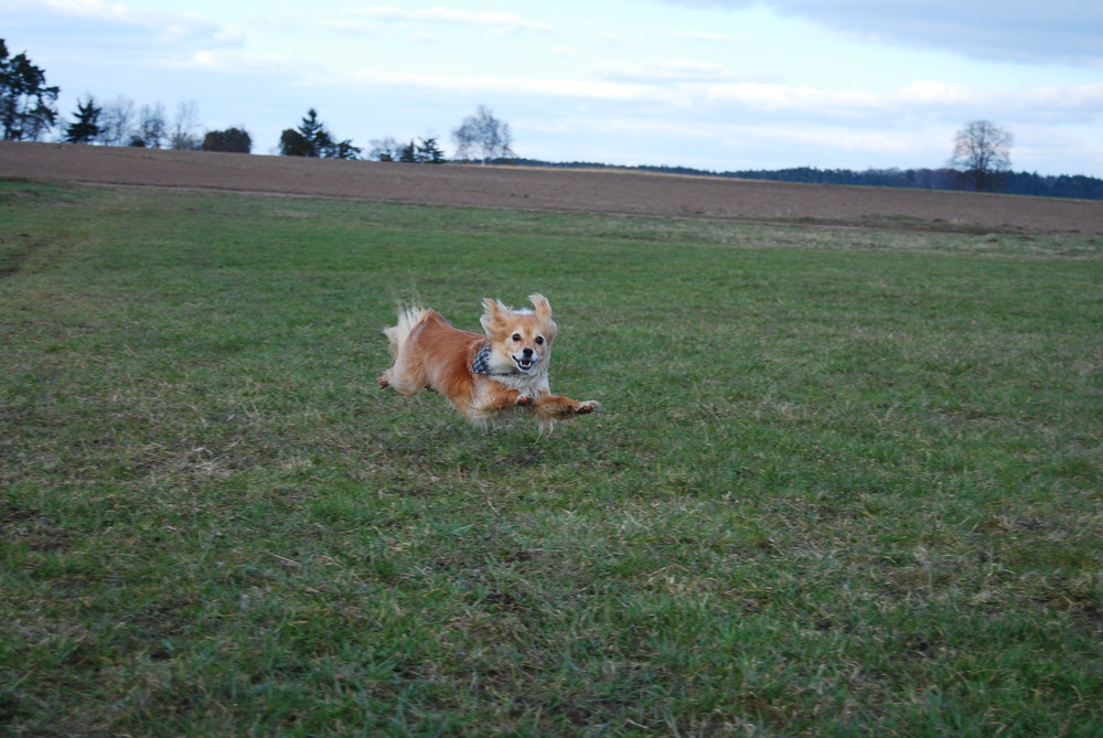 chica! -the crazy dog...