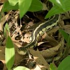 Chicago-Strumpfbandnatter (Thamnophis sirtalis semifaciatus) - 2