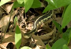 Chicago-Strumpfbandnatter (Thamnophis sirtalis semifaciatus) - 2