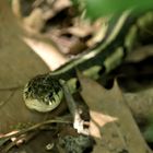 Chicago-Strumpfbandnatter (Thamnophis sirtalis semifaciatus)