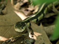 Chicago-Strumpfbandnatter (Thamnophis sirtalis semifaciatus)