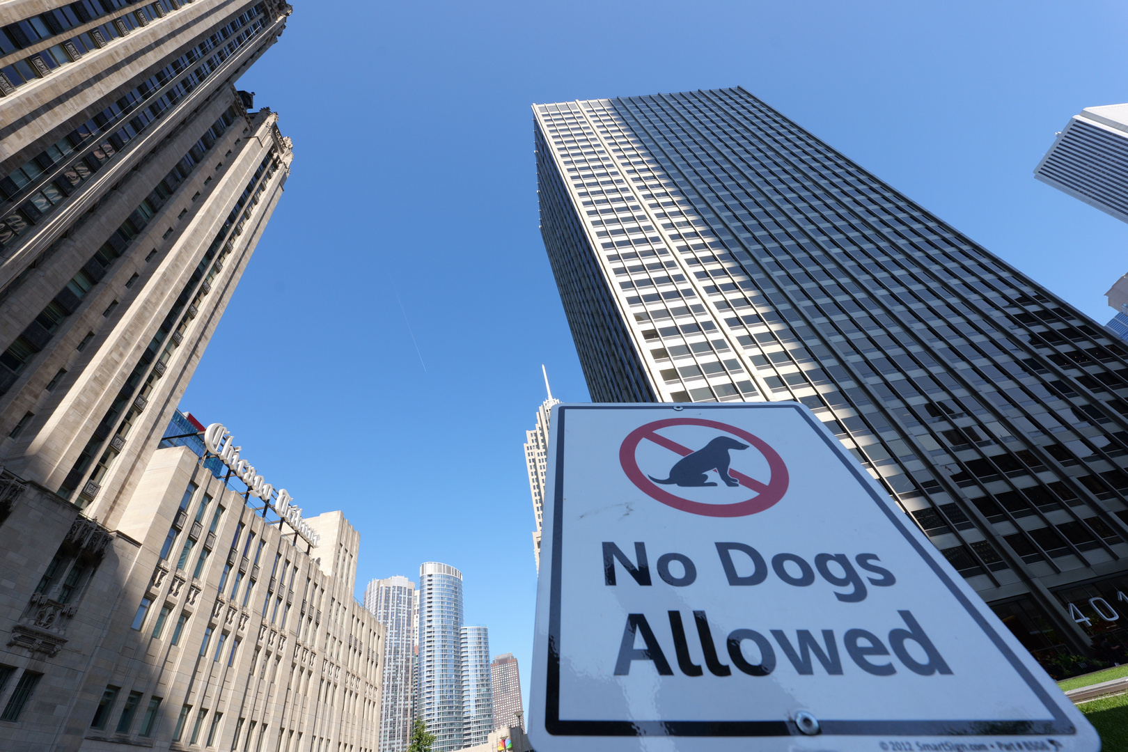 Chicago VII. No Dogs Allowed