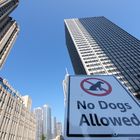 Chicago VII. No Dogs Allowed