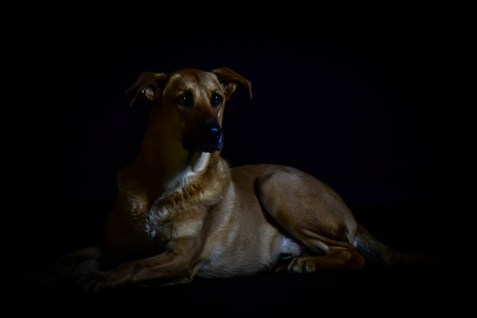 Chicco der TierheimHund Foto &amp; Bild photography, hund, natur Bilder