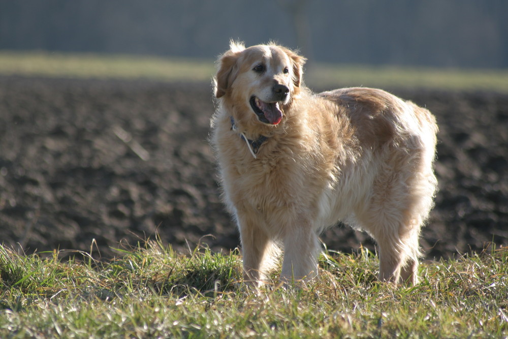 ***Chicco im Gegenlicht***