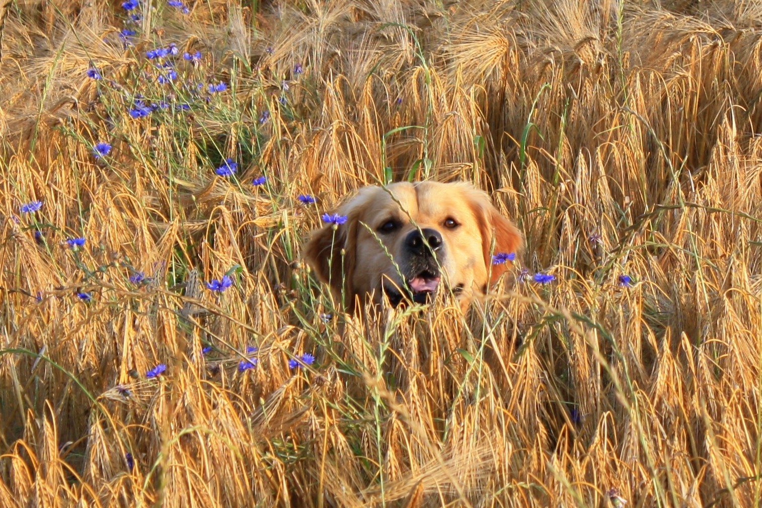 Chicco im Kornfeld