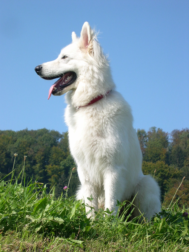 Chicco (Weisser Schäferhund)