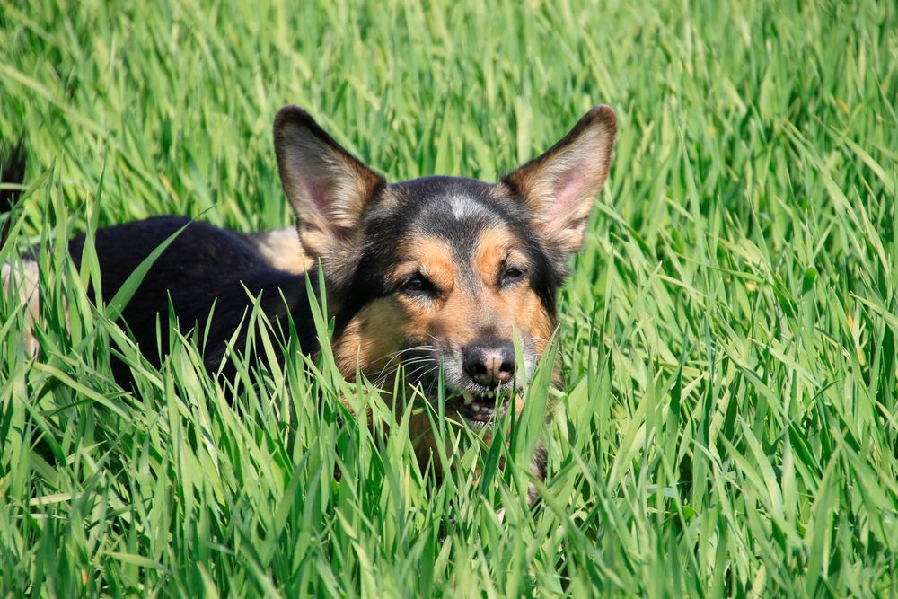 Chicco_1 Foto & Bild | tiere, haustiere, hunde Bilder auf fotocommunity