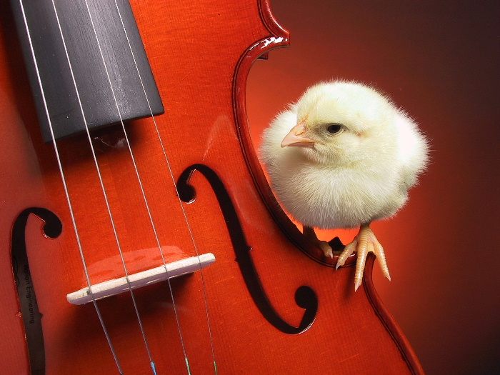 chick fiddle