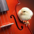 chick fiddle