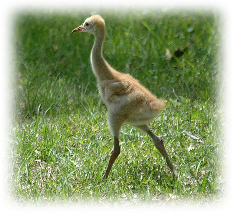 Chick on the run