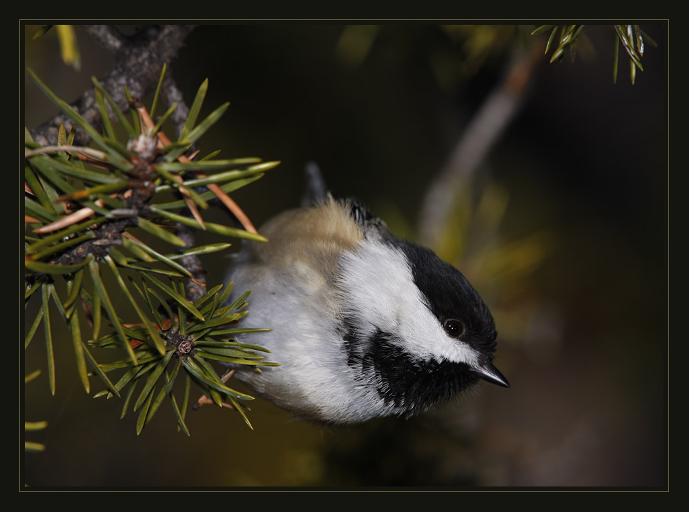 Chickadee...