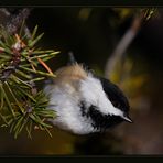 Chickadee...