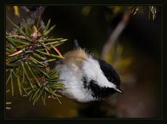 Chickadee...