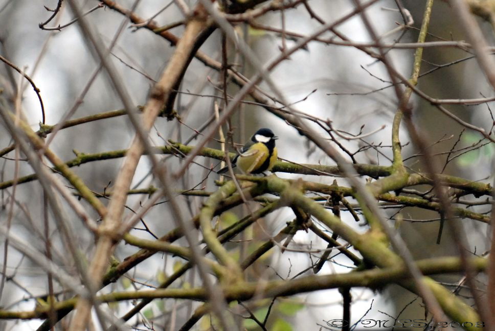 Chickadee