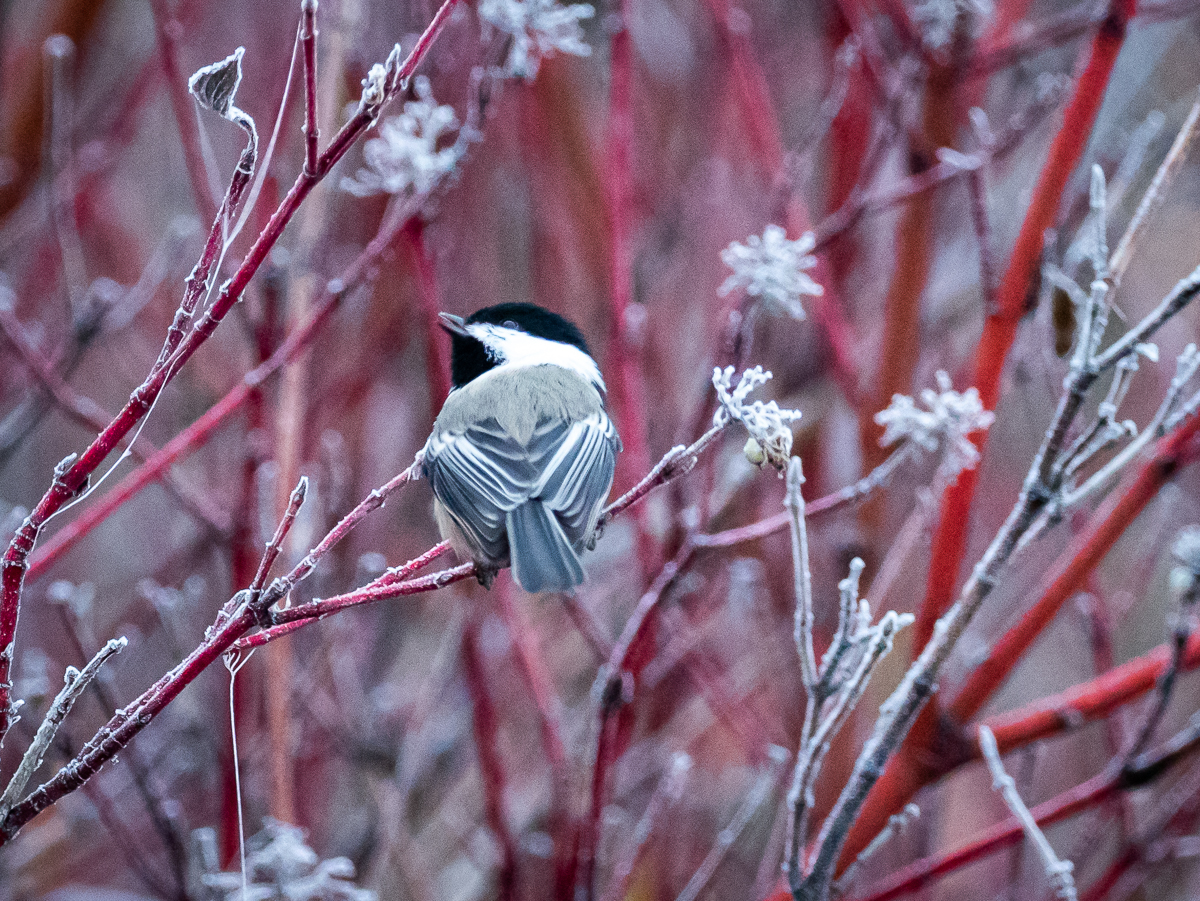 Chickadee 