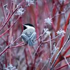 Chickadee 